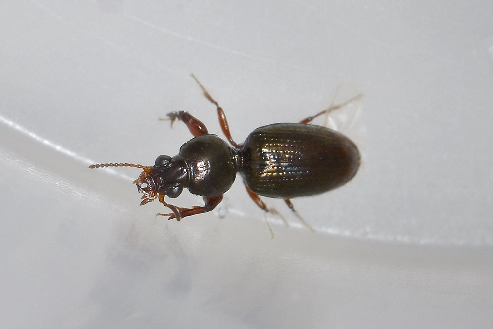 Dyschirius sp.